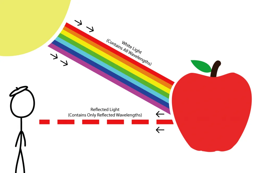 Bagaimana Mata Manusia Dapat Melihat Warna